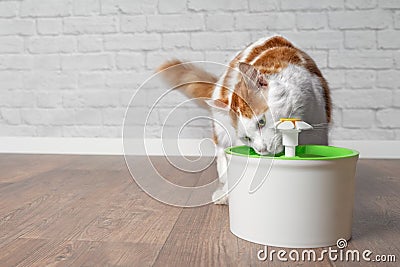 Thirsty longhair cat drinking water from a pet drinking fountain. Stock Photo