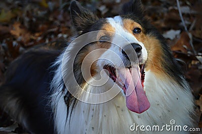 Thirsty, Panting, Collie Dog with Burrs in Fur Stock Photo
