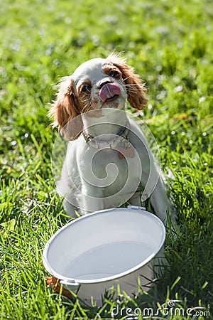 Thirsty puppy lapping Stock Photo