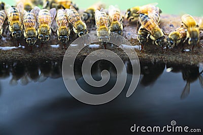 Thirsty Stock Photo