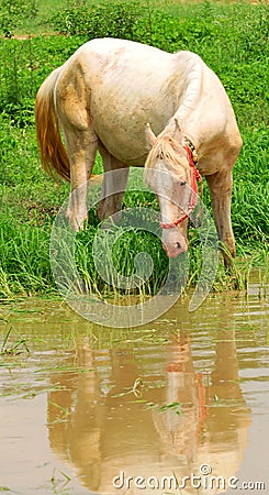 Thirsty white horse Stock Photo