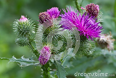 Thistle blooming closeup outdoor horizontal Stock Photo