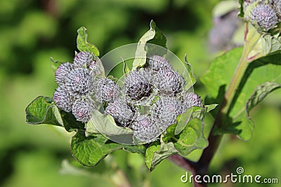 Thistle buds Stock Photo