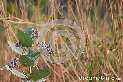 Thistle Calotropis gigantea A large herbaceous plant also called Kapok Duri Stock Photo