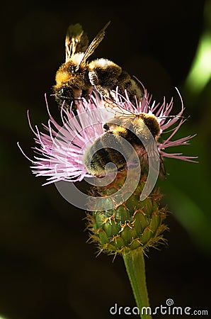 Thistle - Cheirolophus sempervirens - pollination by bumble bee Stock Photo