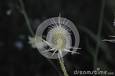 Thistle Stock Photo