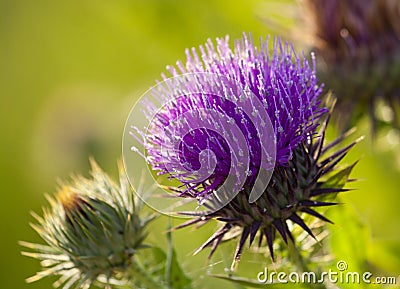 Thistle flower Stock Photo