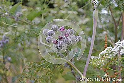 Thistle with flower with blurry background Stock Photo