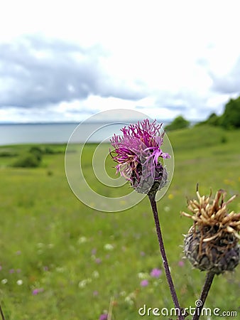 Thistle flower close-up on a background of green meadow and lake Stock Photo