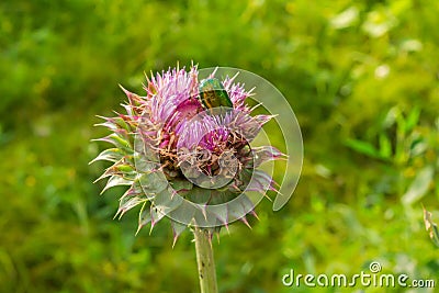 Thistle flower on green background Stock Photo