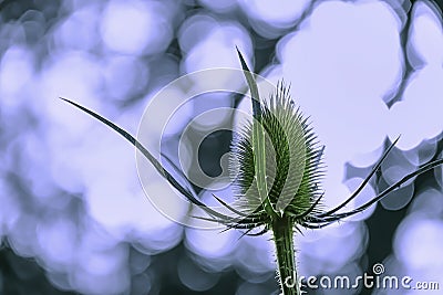 Thistle flower growing on meadow with backlight bokeh in backgro Stock Photo