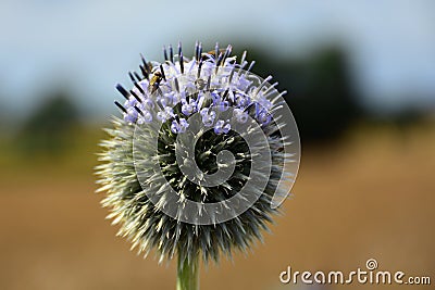 Thistle Flower and Pollinating Bee Stock Photo
