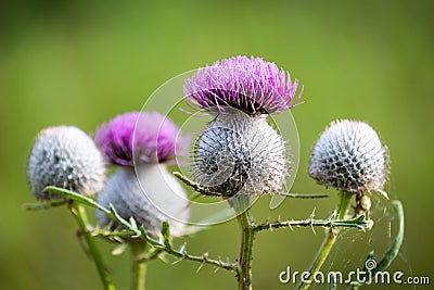 Thistle flower soft photo Stock Photo