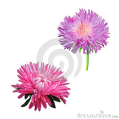 Thistle flowers, Pink Daisy, Illustration isolated Stock Photo