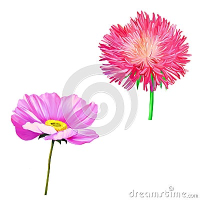 Thistle flowers, Pink Daisy, Poppy flower Stock Photo