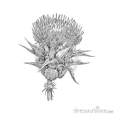 Thistle, herb sketch in vector, botanical drawing Cartoon Illustration