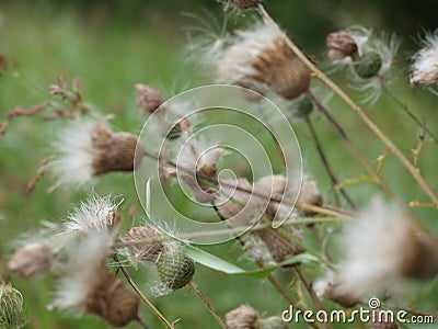 Thistle In A Gust of Wind At Its Peak Stock Photo