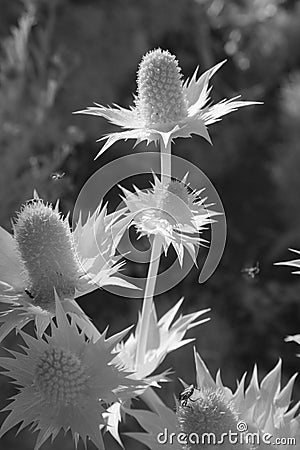 Thistle in Infrared Light Stock Photo