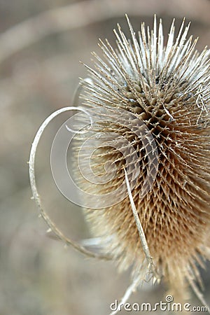 Thistle Isolated in Winter Stock Photo