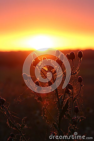 Thistle in the last evening sun Stock Photo