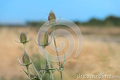 Thistle in nature Stock Photo
