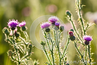 Thistle Stock Photo