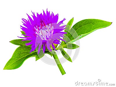 Thistle Stock Photo