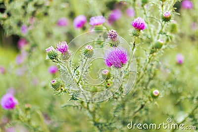 Thistle plants on green background Stock Photo