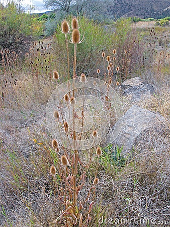 Thistle Plants Stock Photo