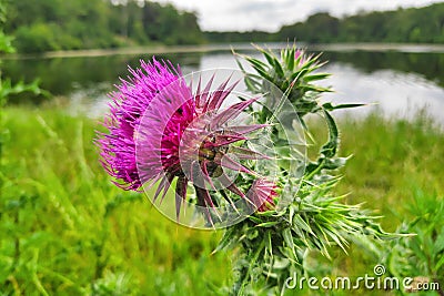 Thistle on the pondside Stock Photo