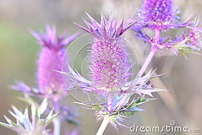 Thistle Stock Photo