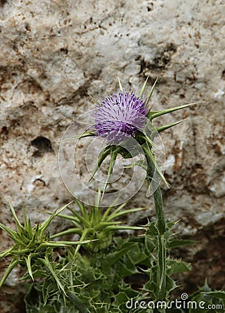 Thistle on the rocks Stock Photo