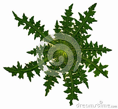 Thistle rosette Stock Photo