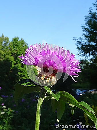 `Thistle urban stately in fluffy pink hat` Stock Photo