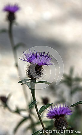 Thistle of Scotland Stock Photo