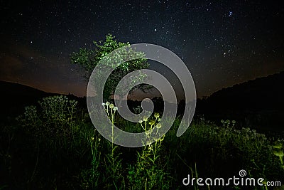 thistle spike balls and small tree on starry summer night night background Stock Photo