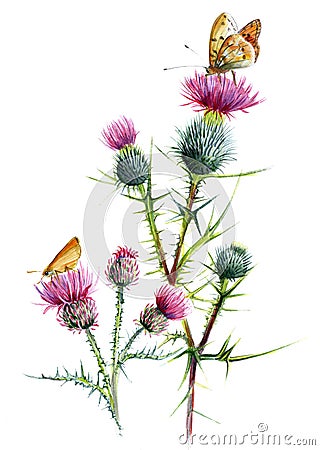 Thistle two species, with butterflies. Botanical watercolor sketch on a white background. Stock Photo