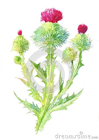 Thistle watercolor, isolated on white Stock Photo