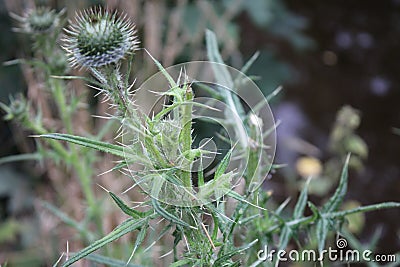 Thistle weed up close perspective Stock Photo