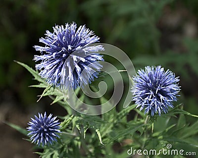 Thistles Stock Photo