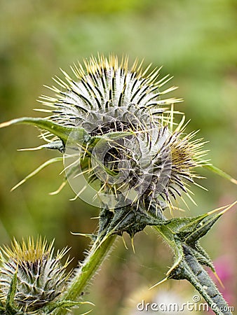 Thistles Stock Photo