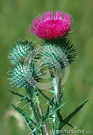 Thistles Stock Photo