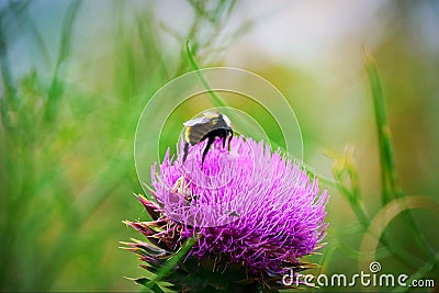 Thistles & Bumblebees Stock Photo