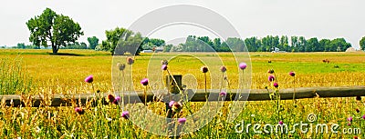 Thistles, Fence and Field Stock Photo