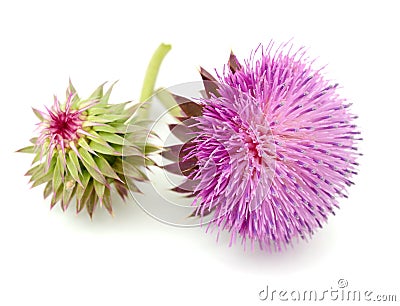 Thistles flower and bud Stock Photo