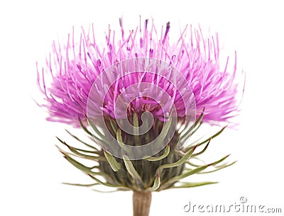 Thistles Stock Photo