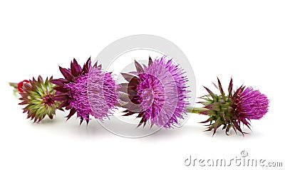 Thistles flower Stock Photo