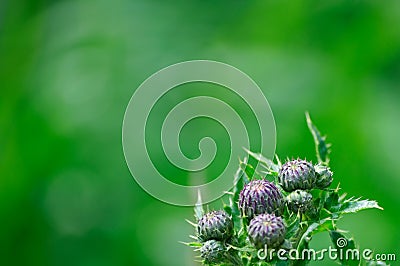 Thistles with fresh green background Stock Photo