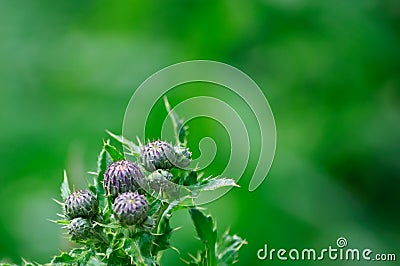 Thistles with fresh green background Stock Photo