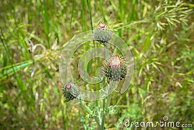 Thistles Stock Photo